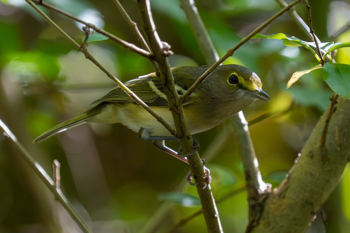 ויראו לבן-עין - ML644825935
