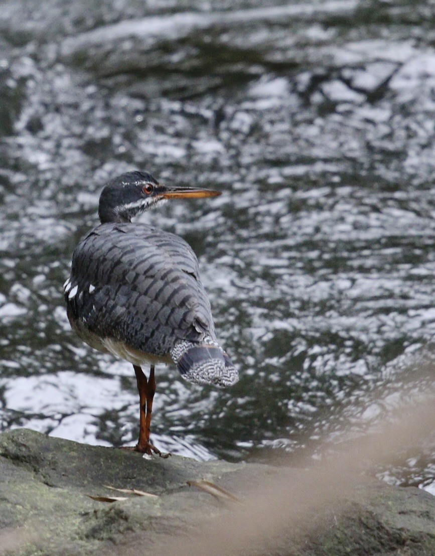 Sunbittern - ML644825942