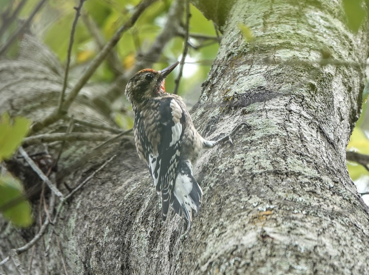 Sarı Karınlı Ağaçkakan - ML644825957