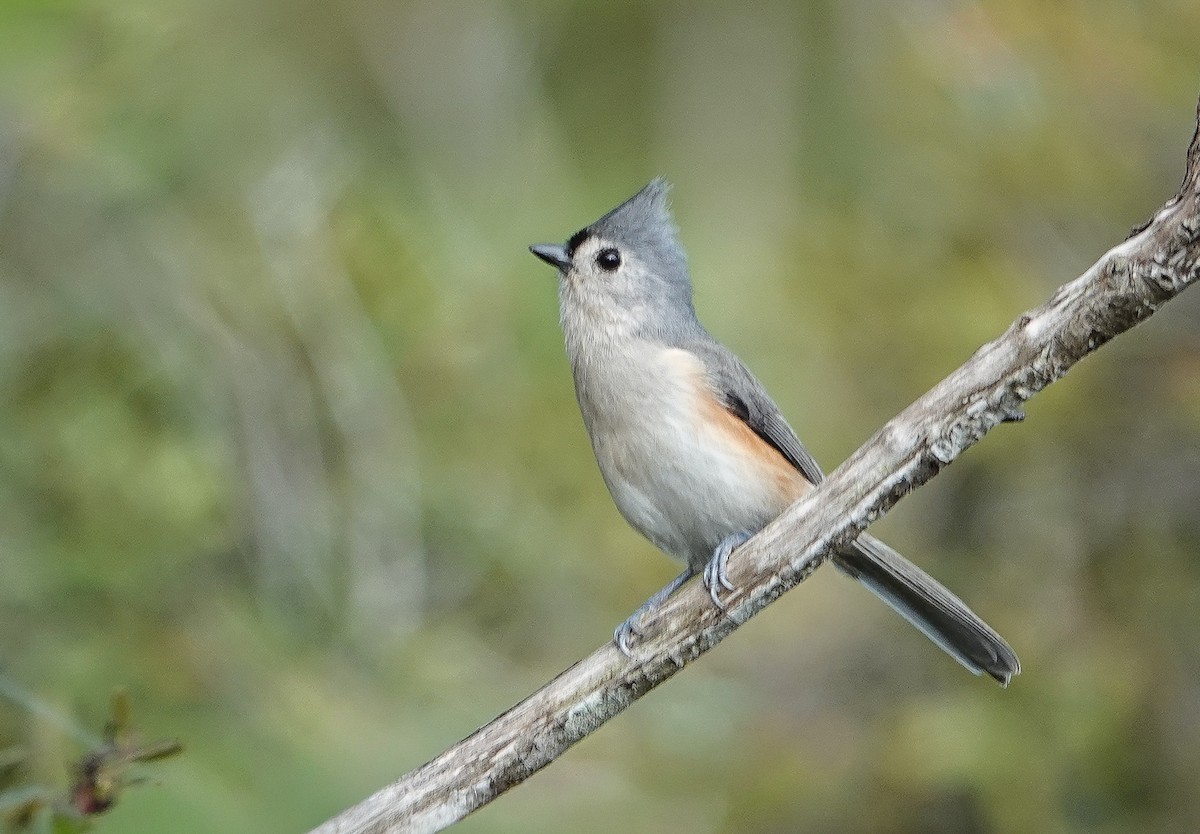 Американская гренадерка - ML644825960