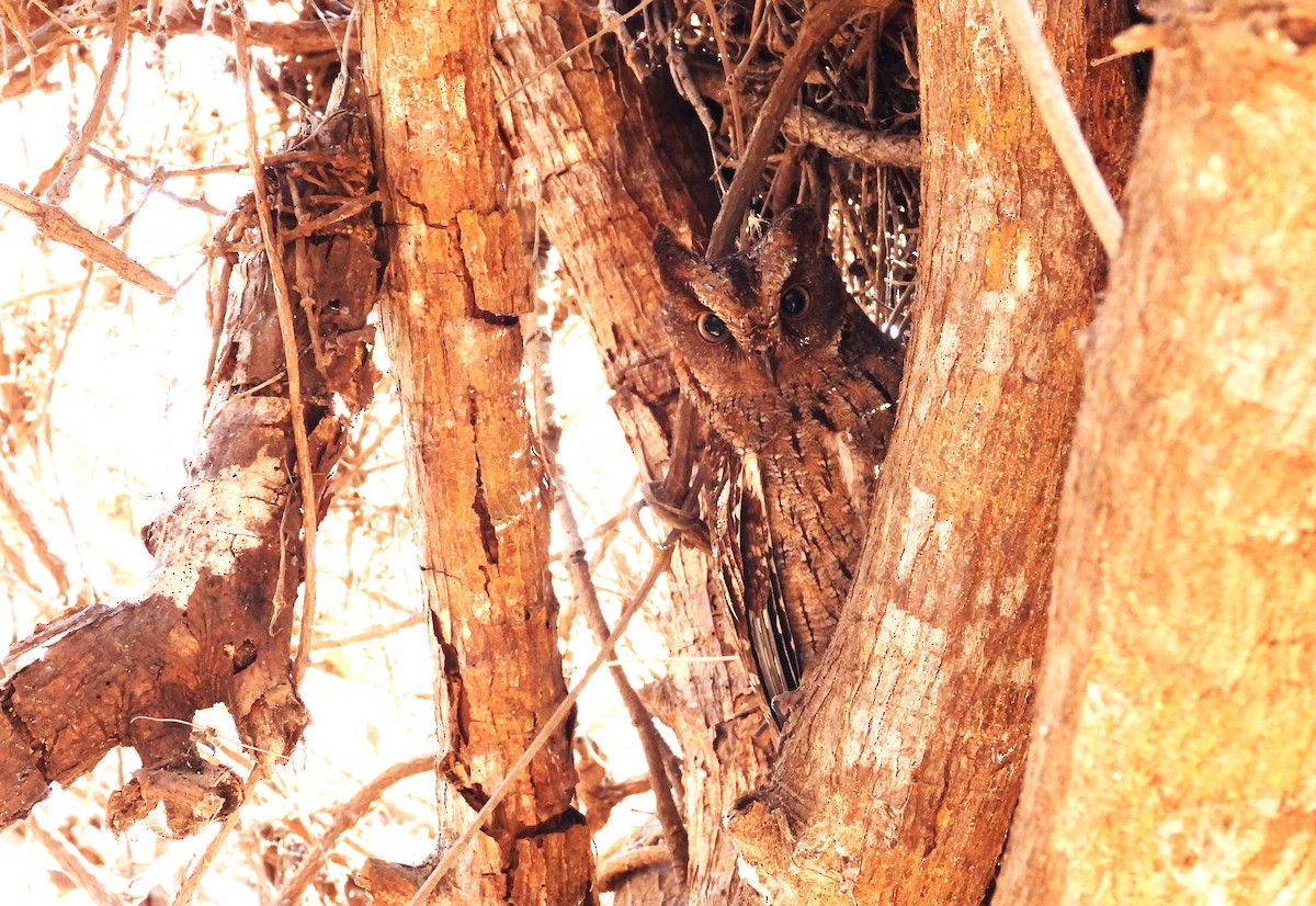 Madagascar Scops-Owl (Torotoroka) - ML644825961