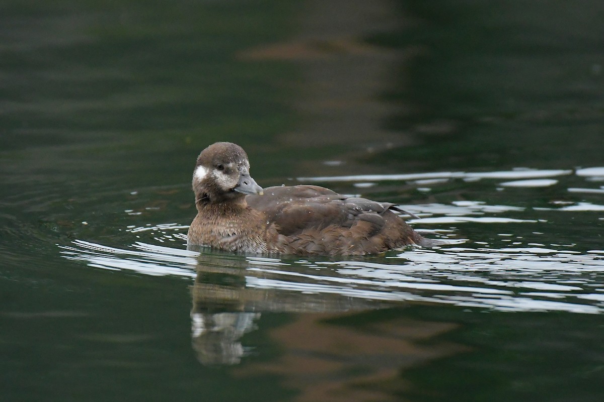 Harlequin Duck - ML644825966