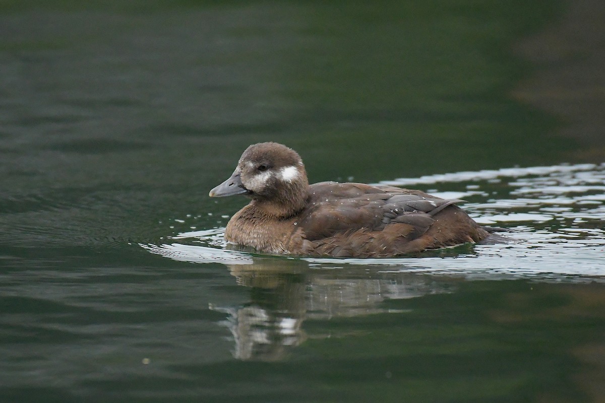 Harlequin Duck - ML644825967