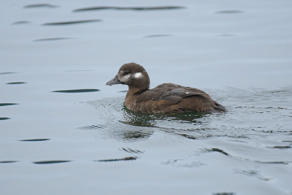 Harlequin Duck - ML644825968