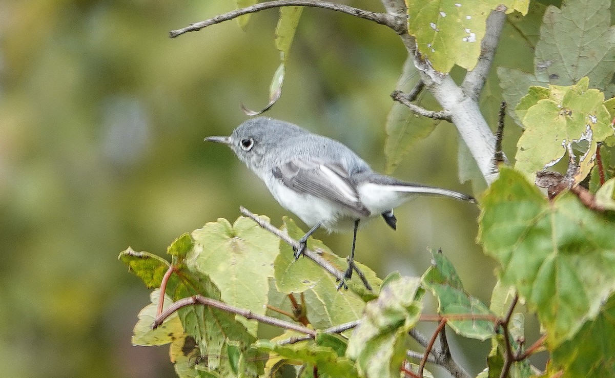 Blue-gray Gnatcatcher - ML644825969