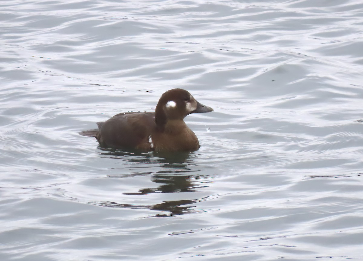 Harlequin Duck - ML644825970