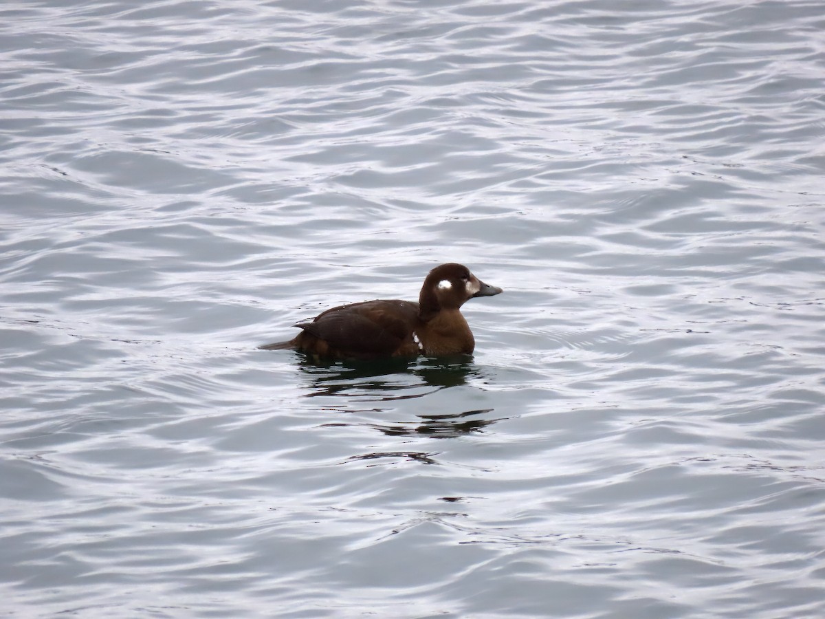 Harlequin Duck - ML644825971