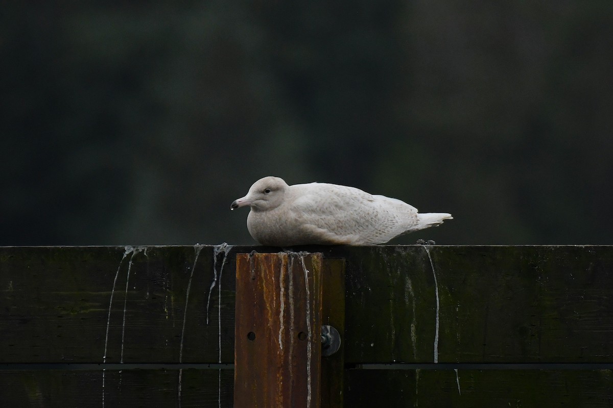 Ipar-kaioa - ML644825972