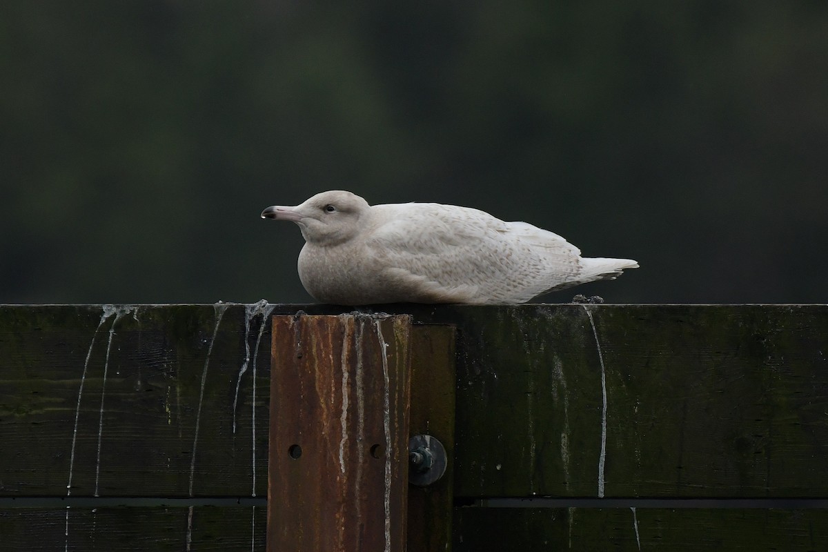 Ipar-kaioa - ML644825973