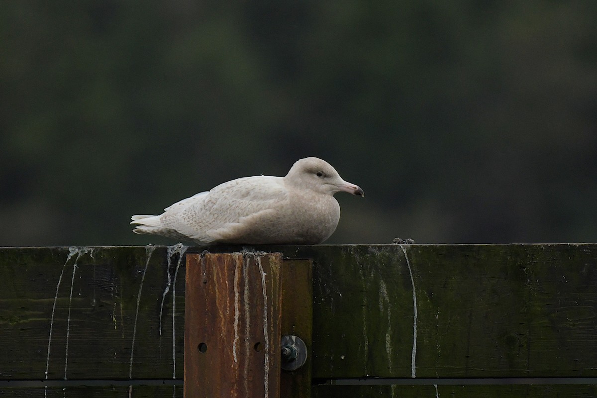 Ipar-kaioa - ML644825974