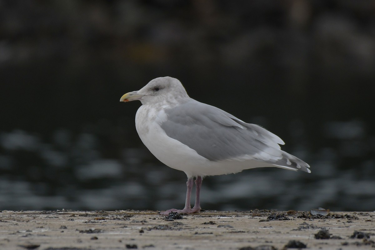 Glaucous-winged Gull - ML644825980