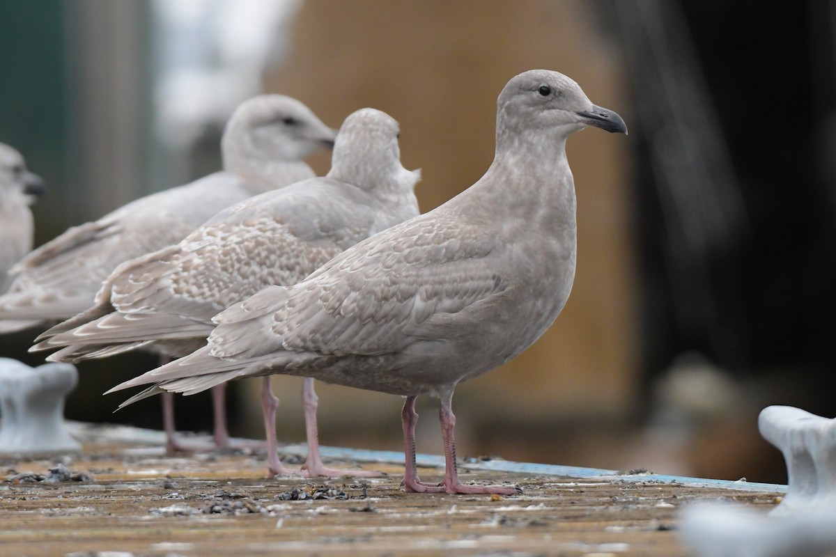 Glaucous-winged Gull - ML644825981
