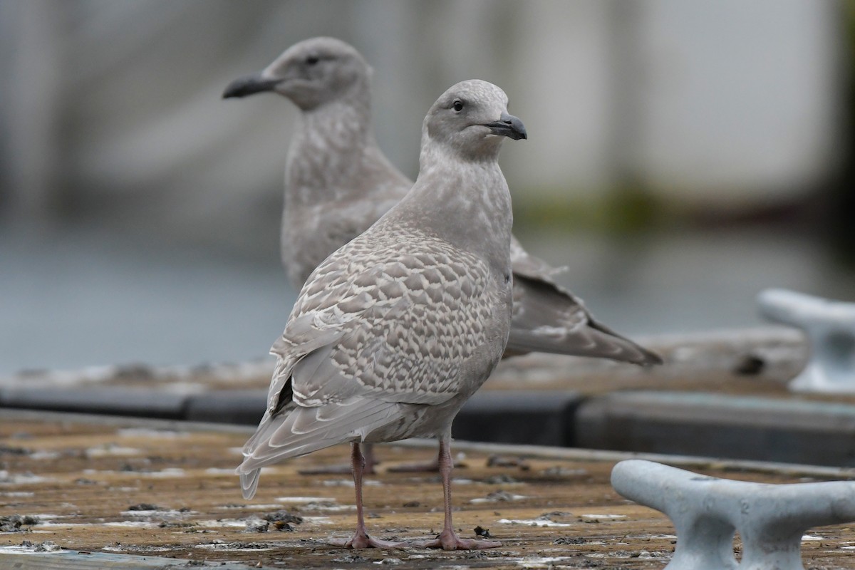 Glaucous-winged Gull - ML644825982