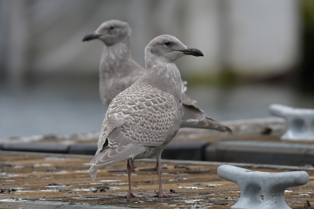 Glaucous-winged Gull - ML644825983