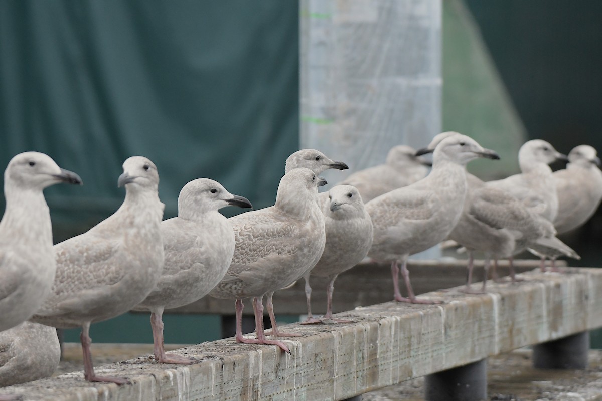 Glaucous-winged Gull - ML644825984