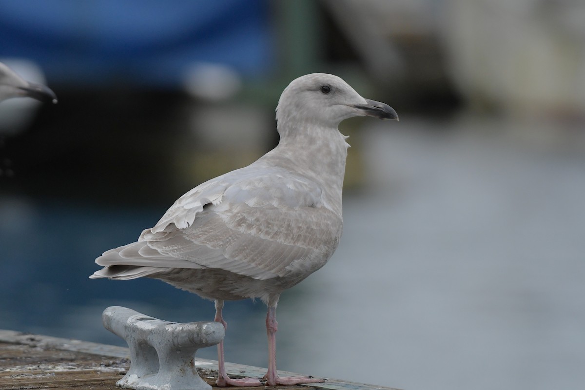 Glaucous-winged Gull - ML644825985