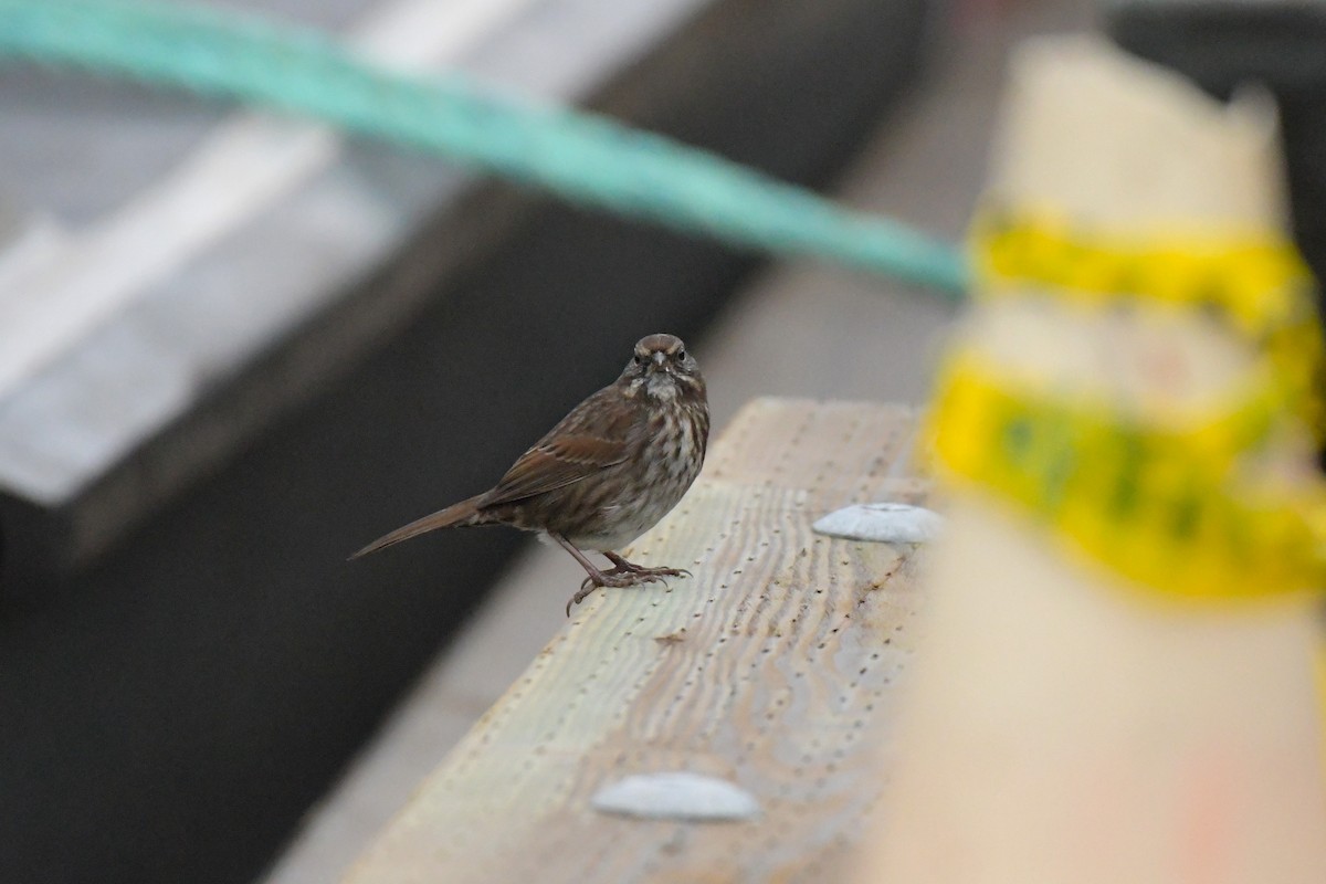 Song Sparrow - ML644825988