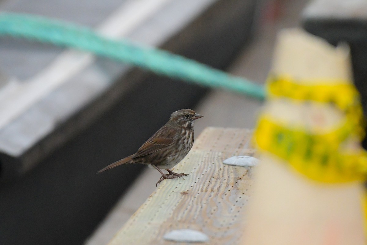 Song Sparrow - ML644825989