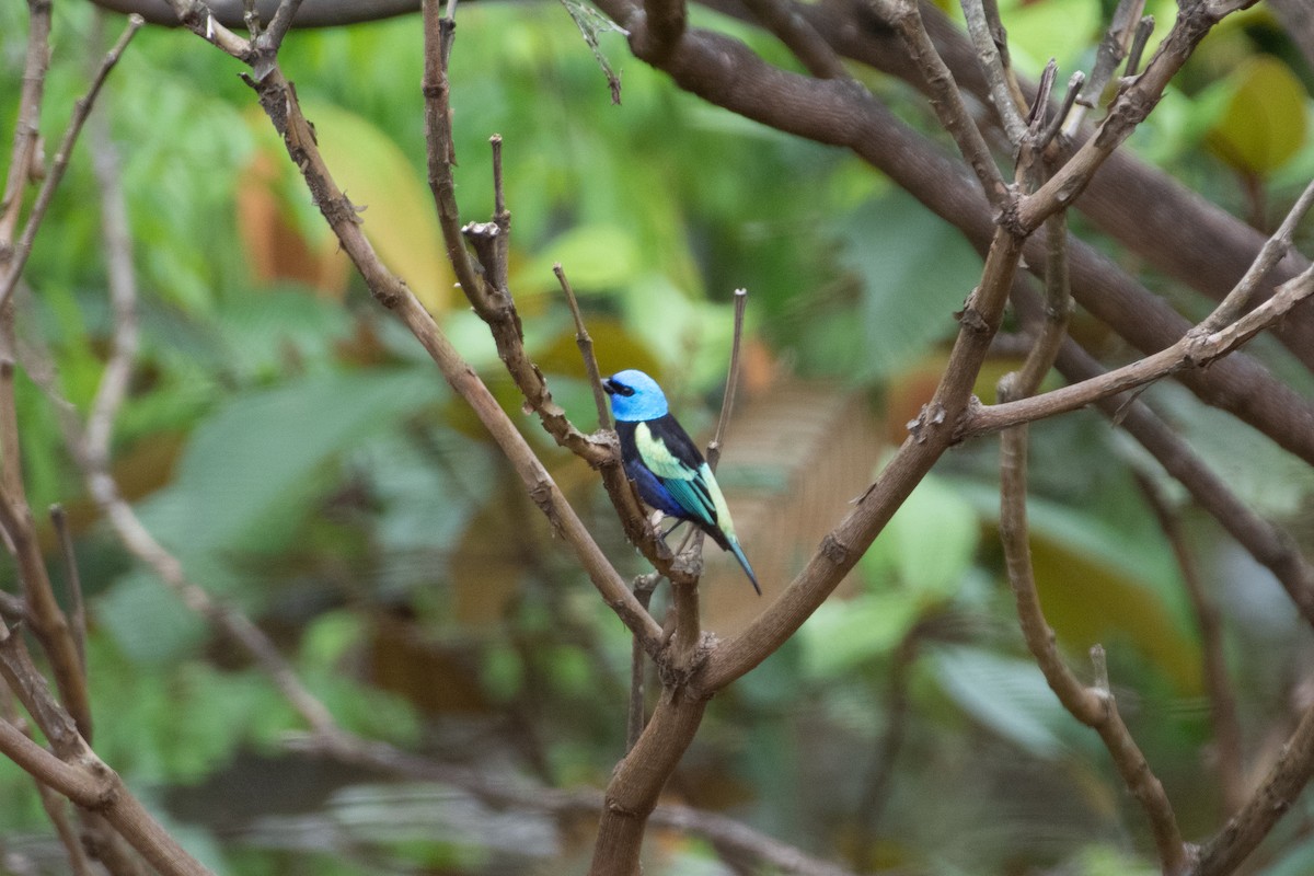 Танагра блакитношия - ML644825998