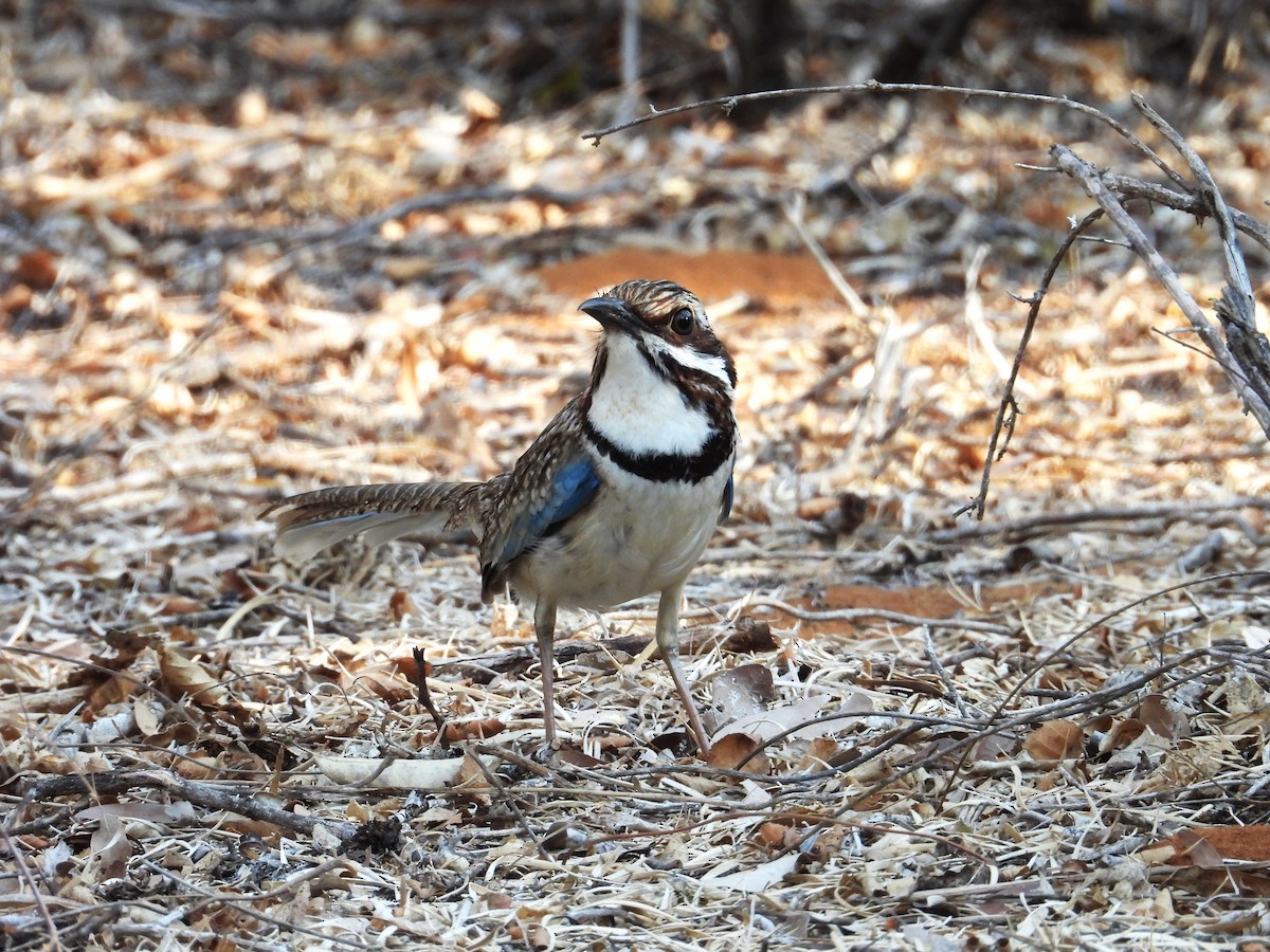 Long-tailed Ground-Roller - ML644826002