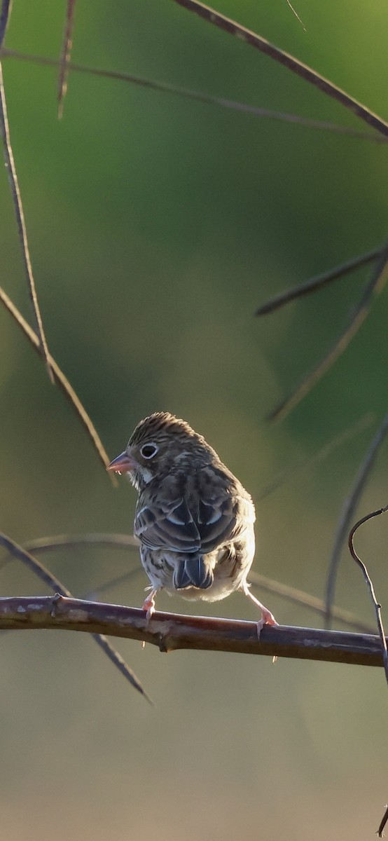 Vesper Sparrow - ML644826007