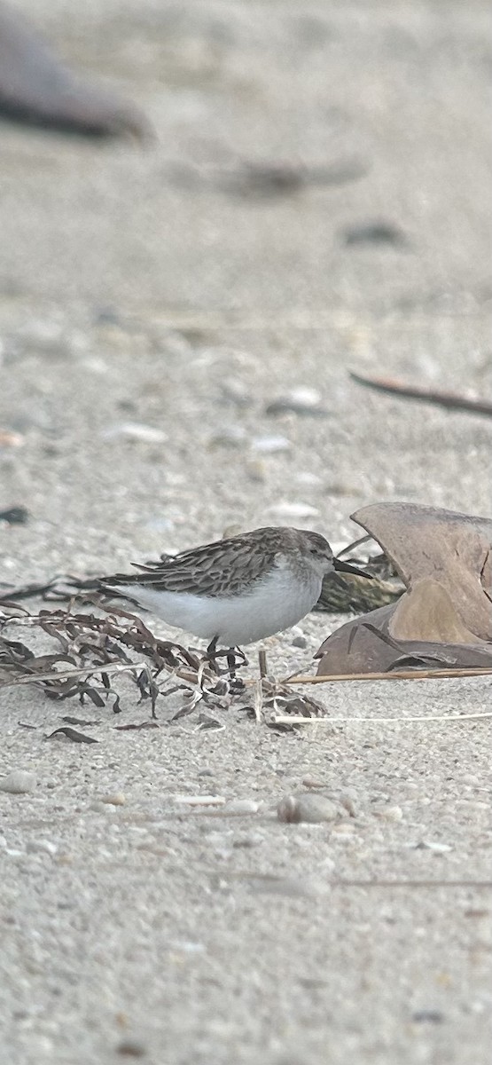 Semipalmated Sandpiper - ML644826022