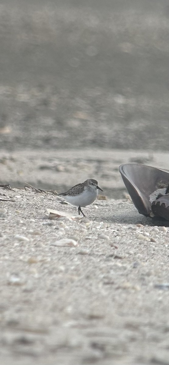 Semipalmated Sandpiper - ML644826023