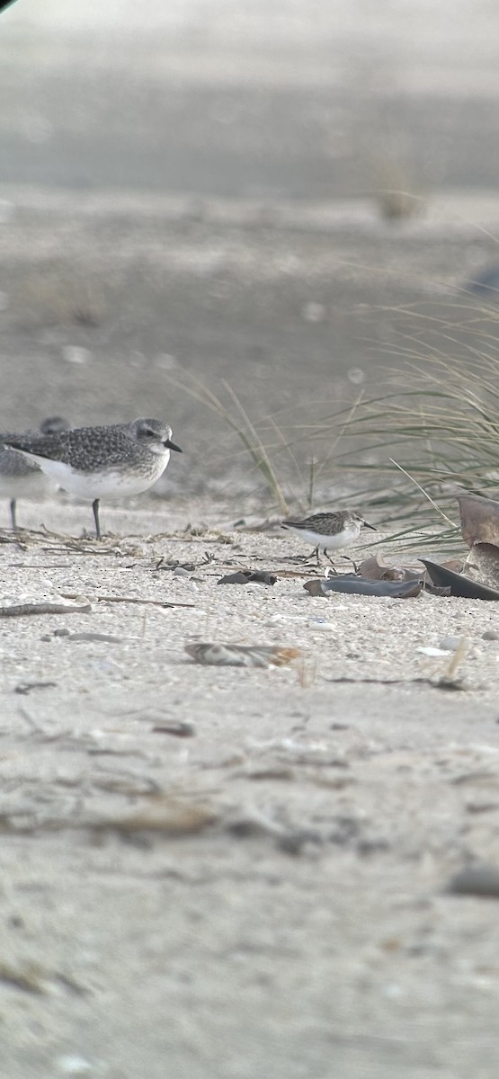 Semipalmated Sandpiper - ML644826024