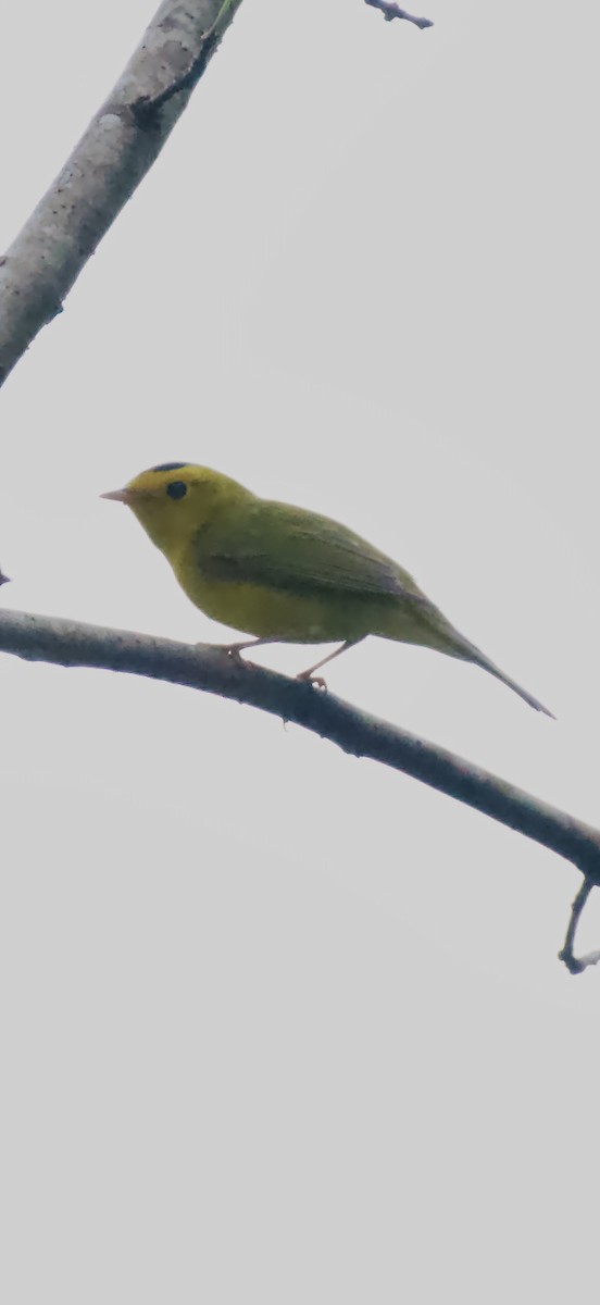 Wilson's Warbler - ML644826030