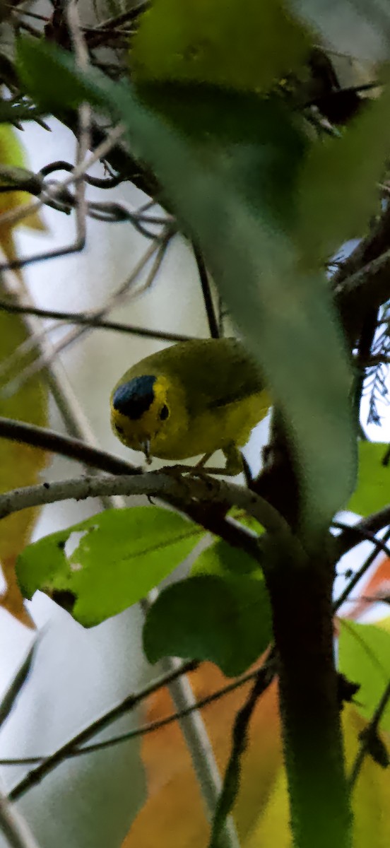 Wilson's Warbler - ML644826031