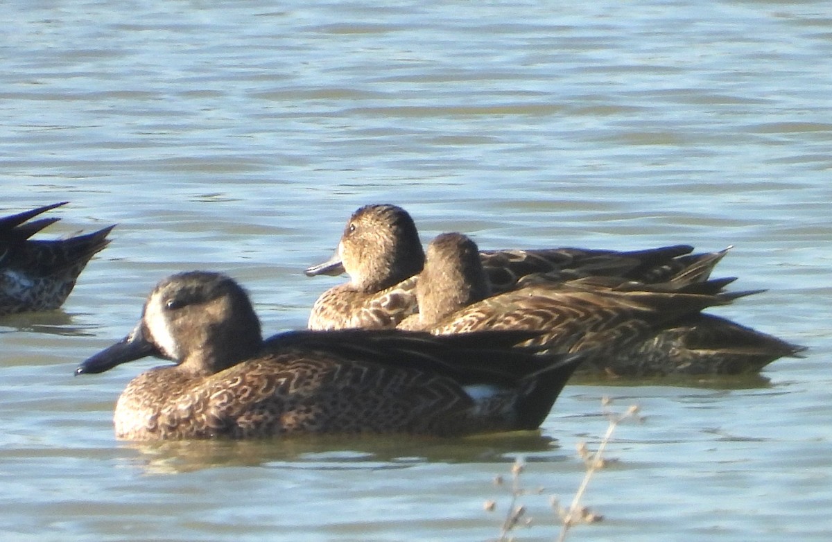 čírka modrokřídlá - ML644826034