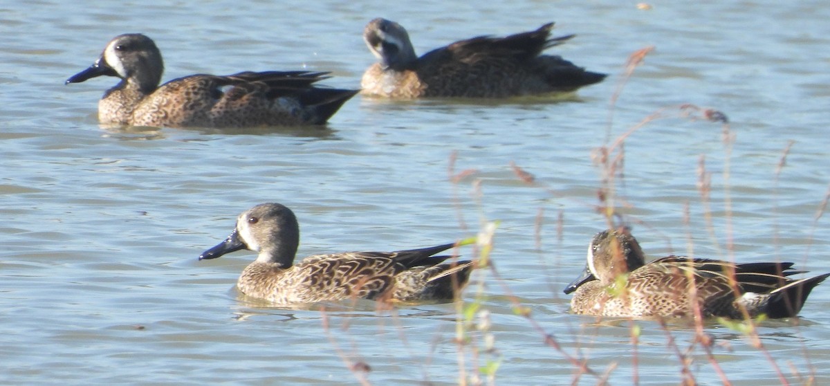 čírka modrokřídlá - ML644826035