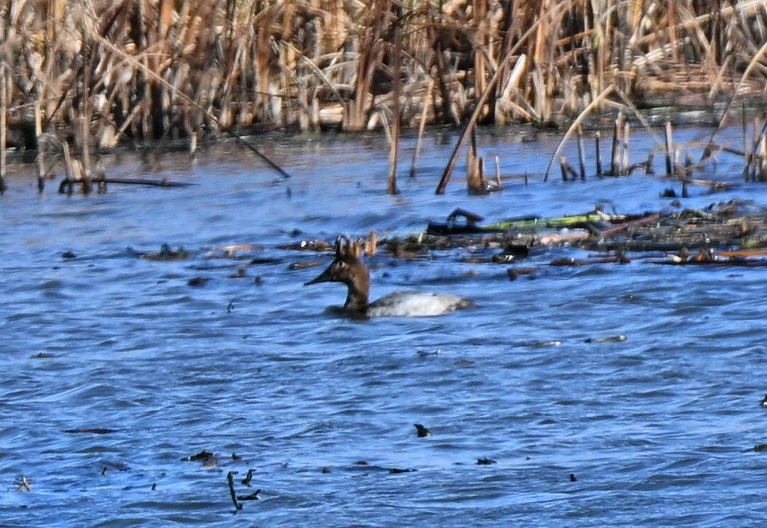 Büyük Elmabaş - ML644826037