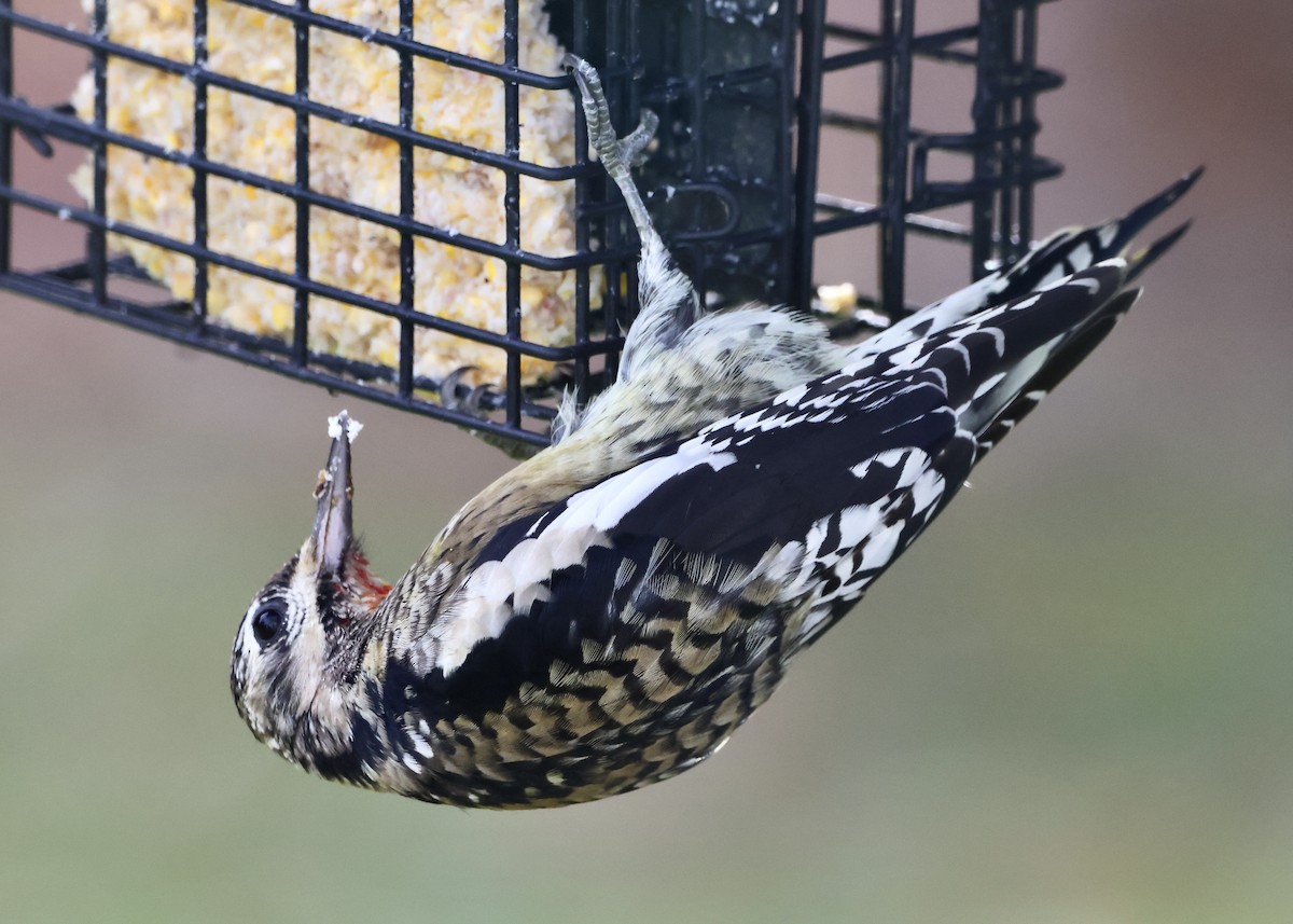 Sarı Karınlı Ağaçkakan - ML644826053