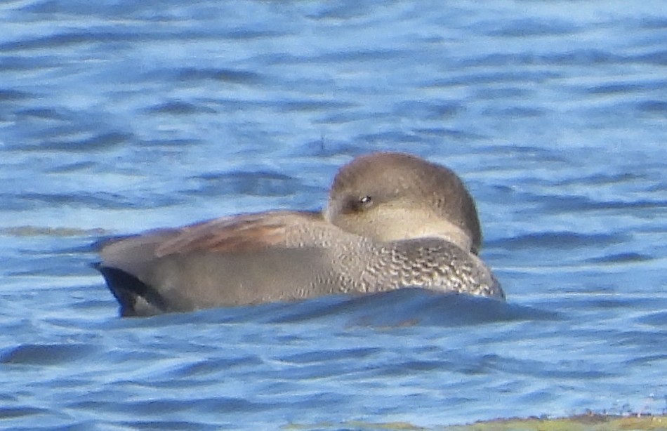 Серая утка - ML644826054