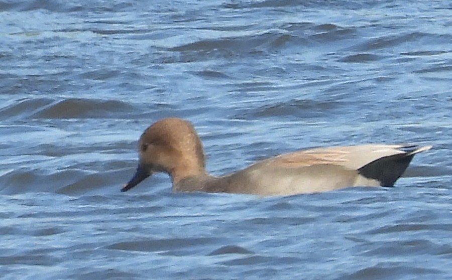 Серая утка - ML644826055