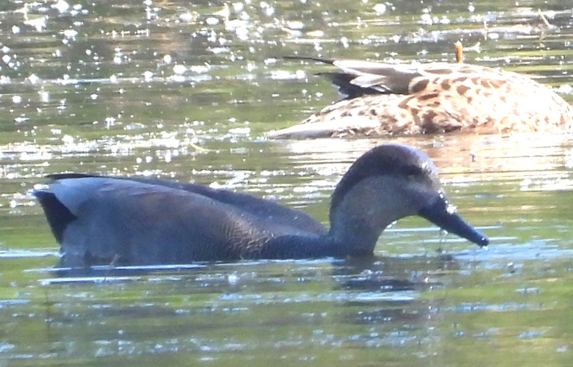 Серая утка - ML644826056