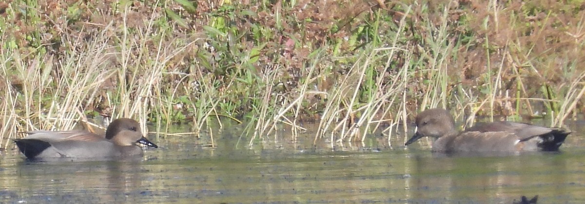 Серая утка - ML644826057