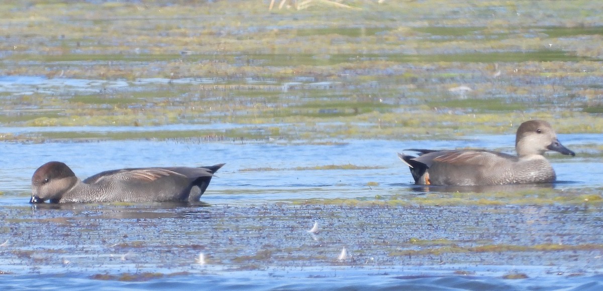 Серая утка - ML644826058