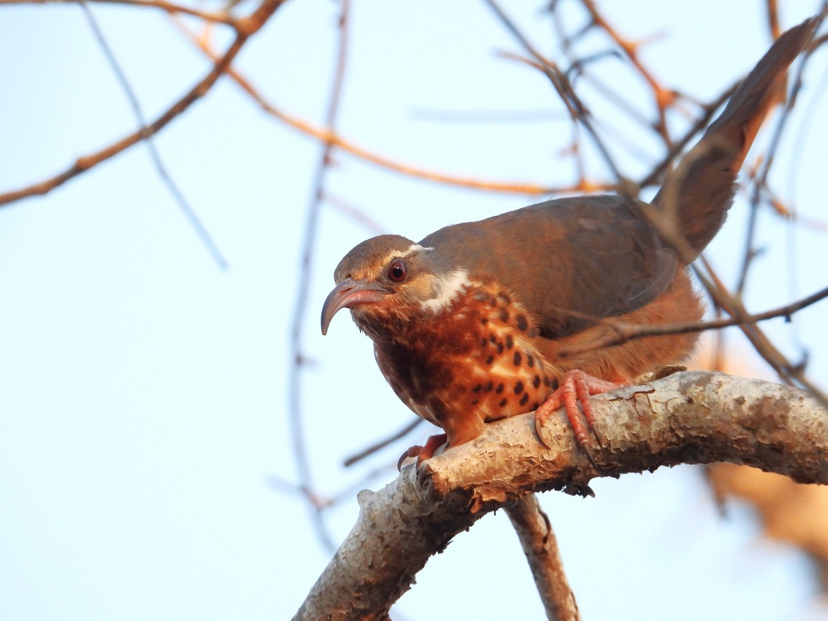 krumnebbmesitt - ML644826059