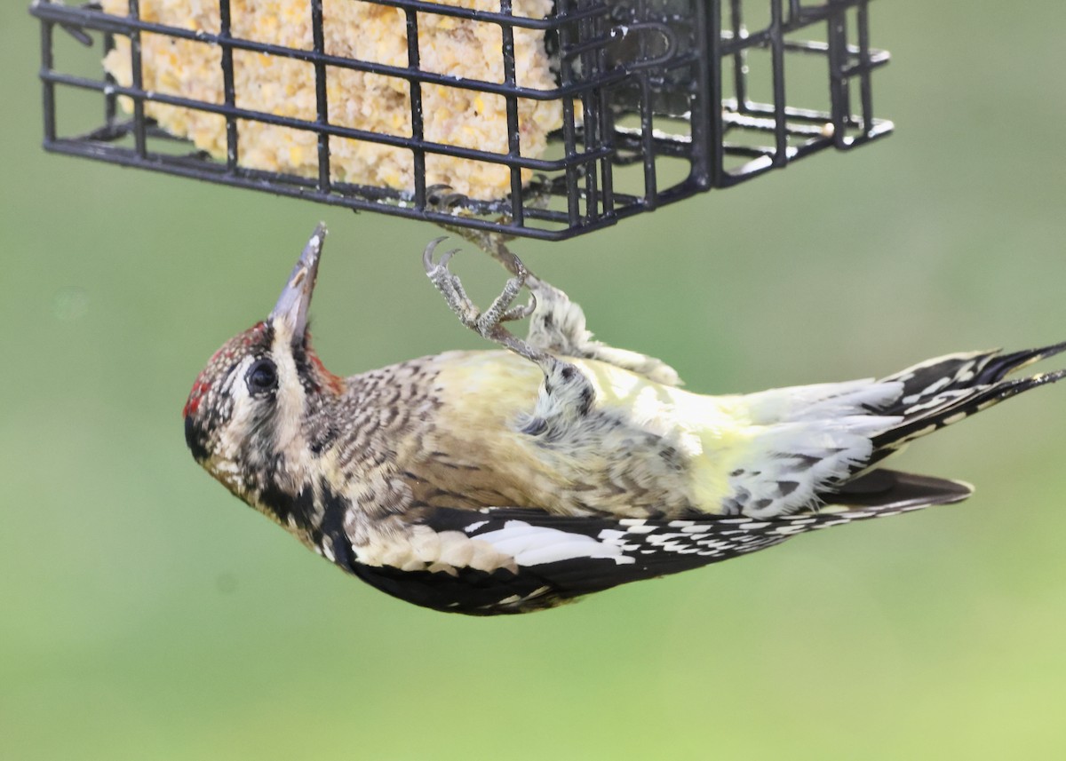 Sarı Karınlı Ağaçkakan - ML644826068