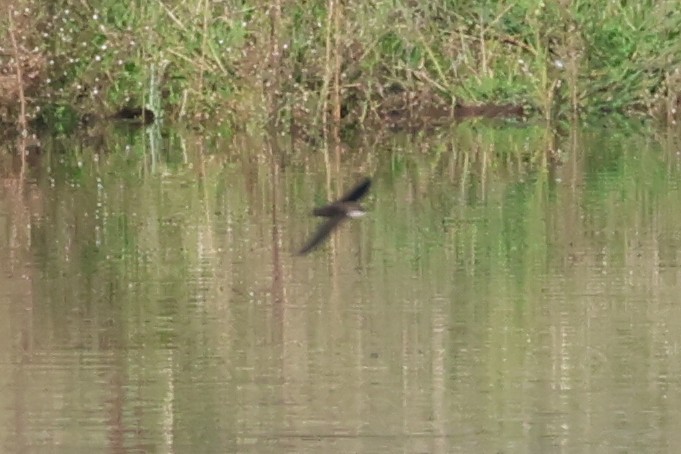 Vaux's Swift - ML644826072