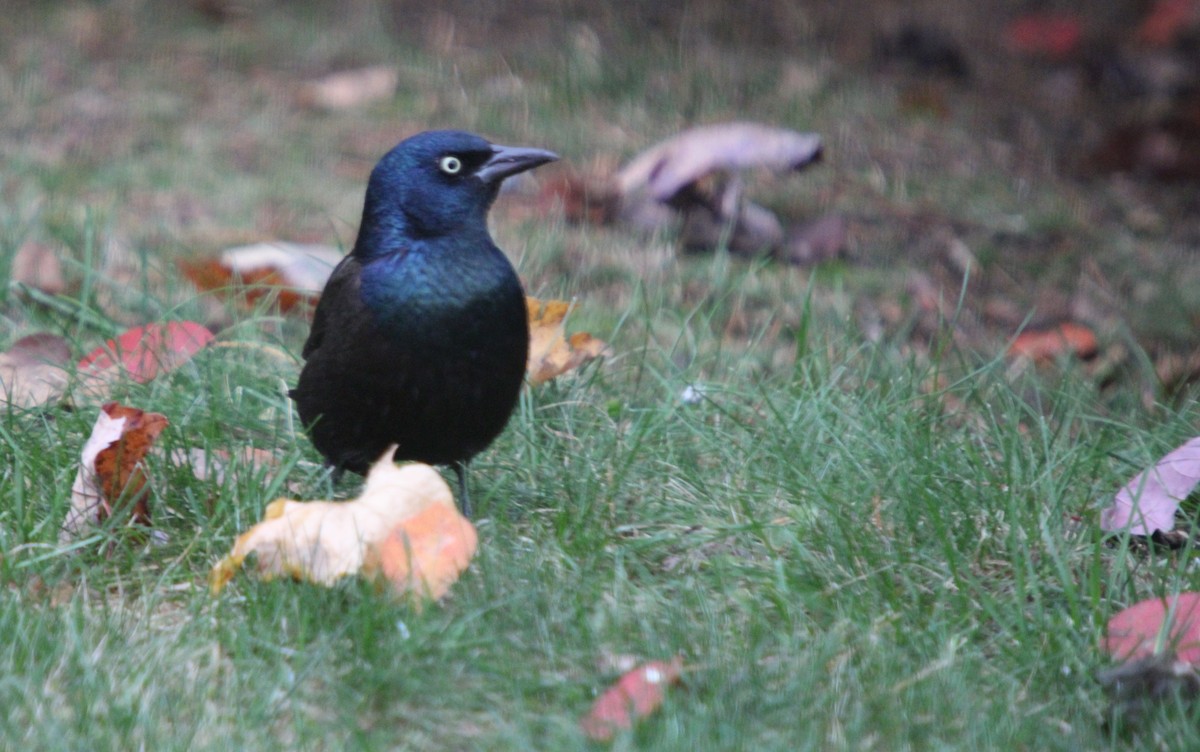 Common Grackle - ML644826073