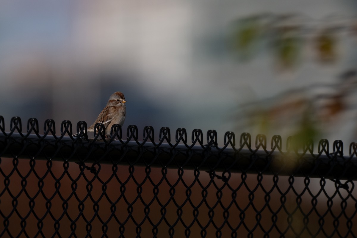 American Tree Sparrow - ML644826074