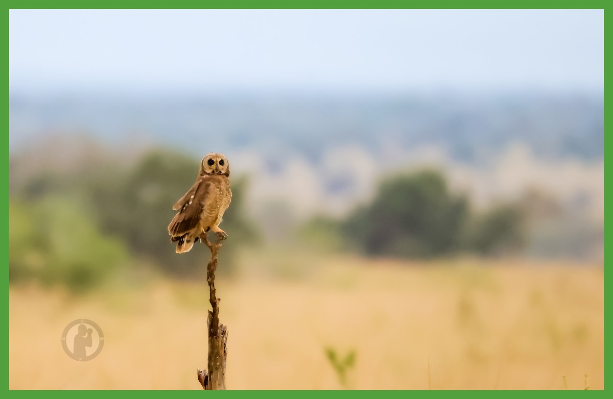 Marsh Owl - ML644826081