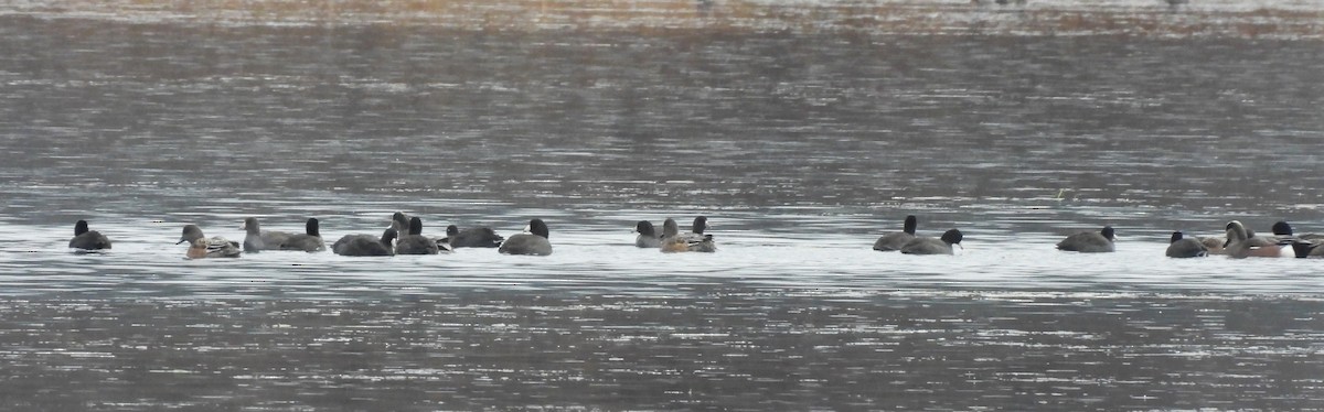 Foulque d'Amérique - ML644826082