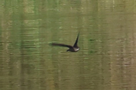 Vaux's Swift - ML644826087