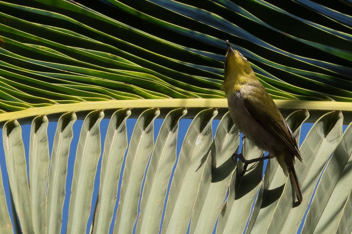 メジロ - ML644826088