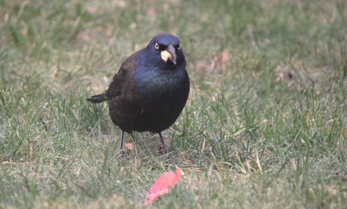 Common Grackle - ML644826092