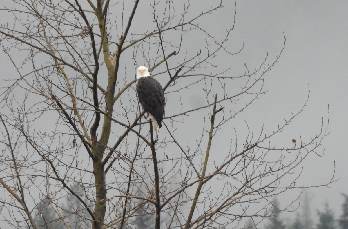 ハクトウワシ - ML644826093